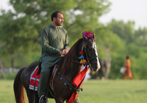 cheval pour polo